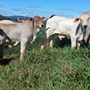 Bezerro Nelore Myo Heterozigoto